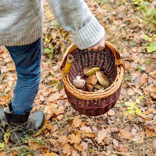 Foraging & Wildcrafting